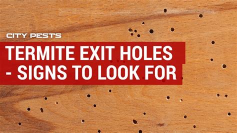 exit holes