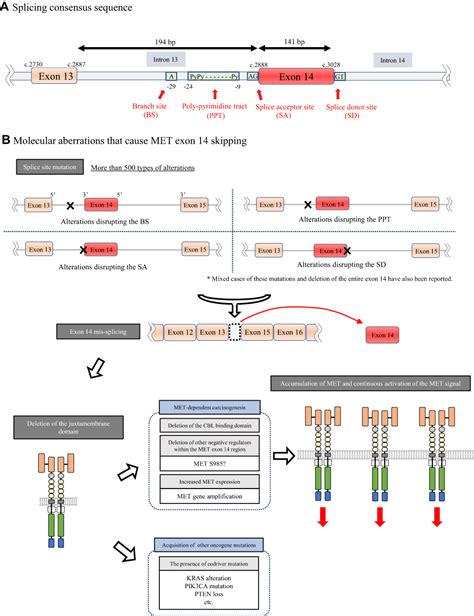 exon 14 skipping mutation