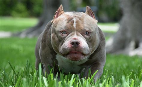 Exotic Female American Bully Puppy for sale in Houston, TX 5miles Buy and Sell