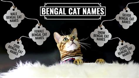 exotic female bengal cat names