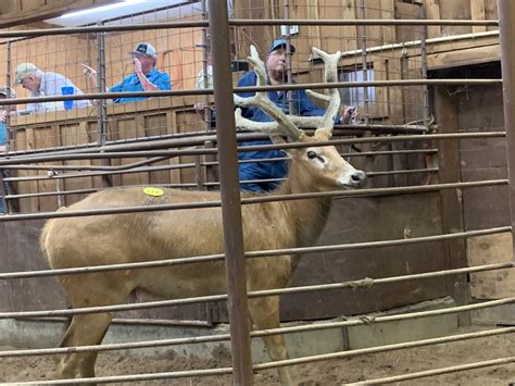 exotic livestock auctions in texas
