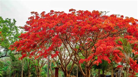 Exotic Trees In Florida