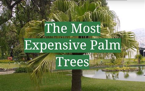 Expensive Palm Tree Types