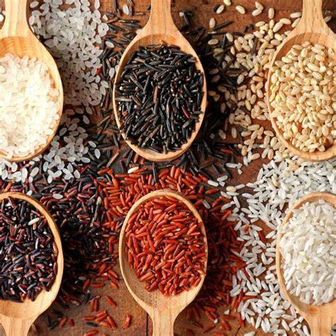 experimenting with different rice varieties