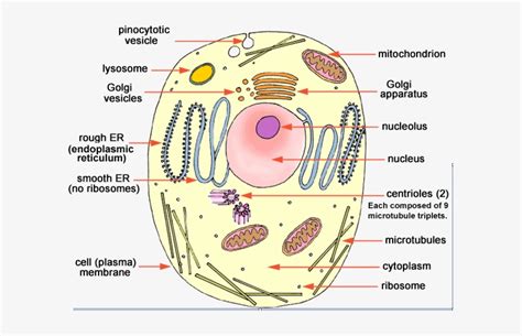 explain cell theory class 9 ncert solutions