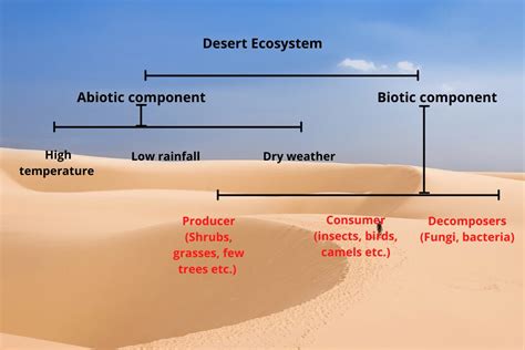 explain desert ecosystem in detail