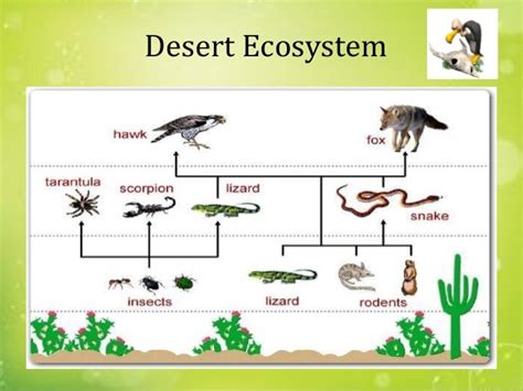 explain desert ecosystem with example