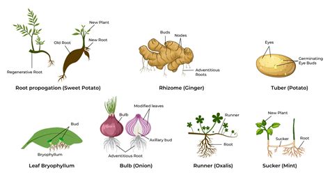 explain different types of vegetative propagation with examples