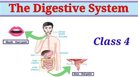 explain digestive system for class 4