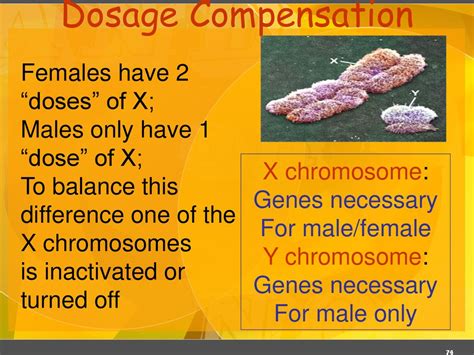 Explain Dosage Compensation