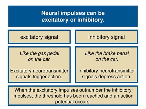 Explain Excitatory And Inhibitory Signals Threshold And The All-Or-None Response