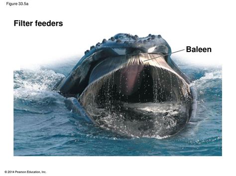 Explain Filter Feeders