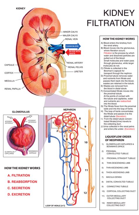 Explain Filtration In The Kidney