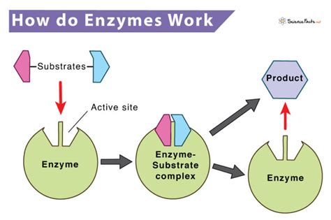 Explain How An Enzyme Works Using The Terms