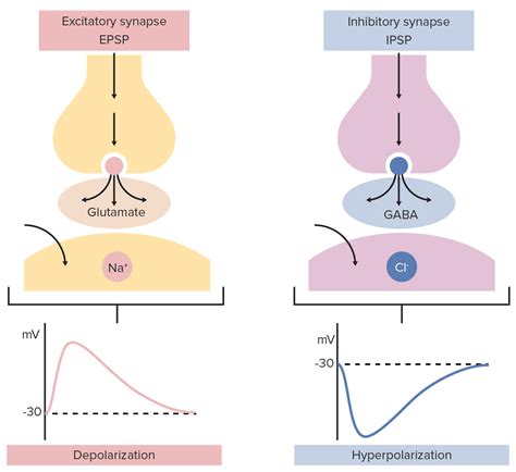 Explain How Excitatory And Inhibitory Neurotransmitters Function Differently