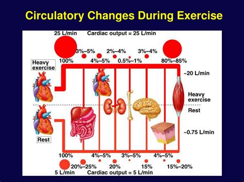 explain how exercise affects the circulatory system