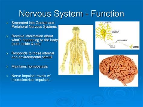 explain how the nervous system functions