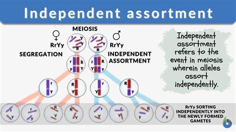 Explain Independent Assortment With Example