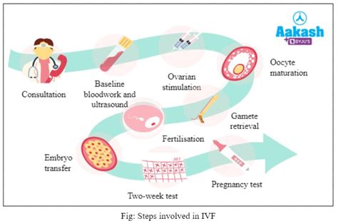 explain ivf technique class 8