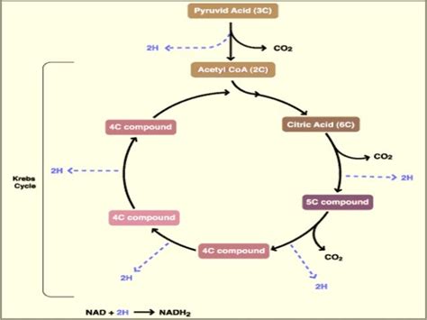 Explain Krebs Cycle With Diagram Class 11