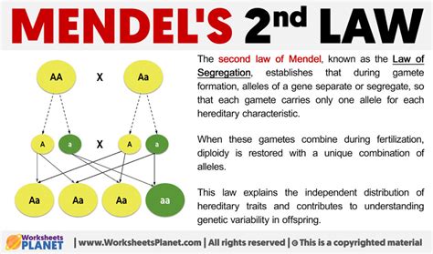 explain mendel's first and second law of inheritance