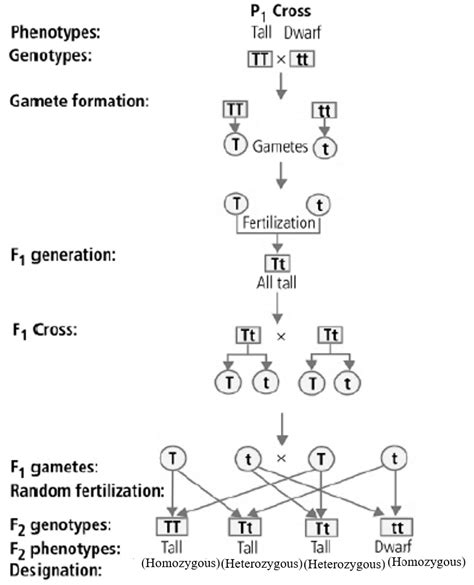 explain mendel's law of inheritance with an example class 10th