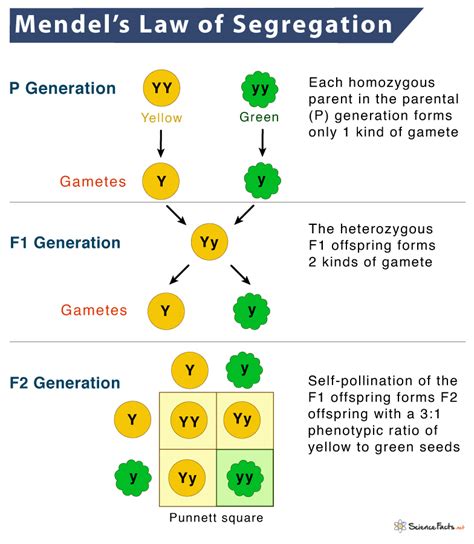 explain mendel's law of inheritance with example class 10