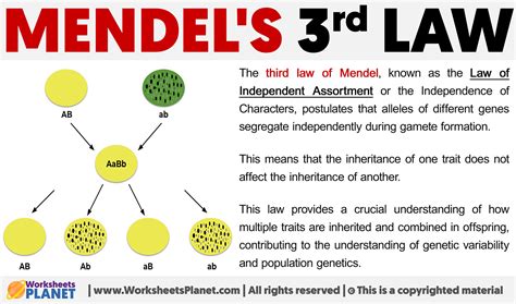explain mendel's third law of inheritance