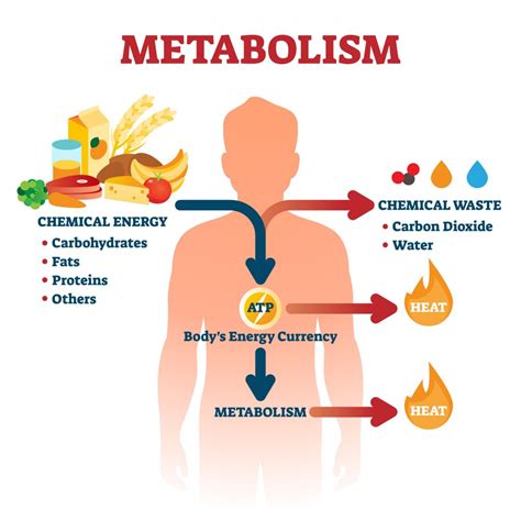 explain metabolism process in human body
