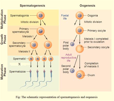 explain spermatogenesis with the help of a schematic representation