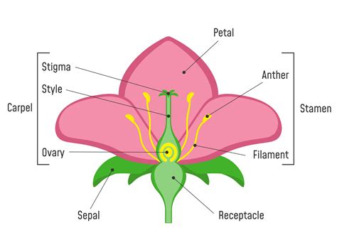 explain structure of flower with diagram