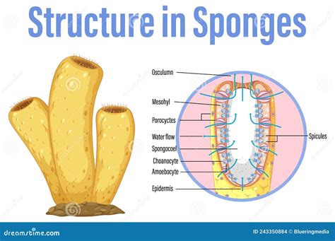 Explain The Body Structure Of Sponges