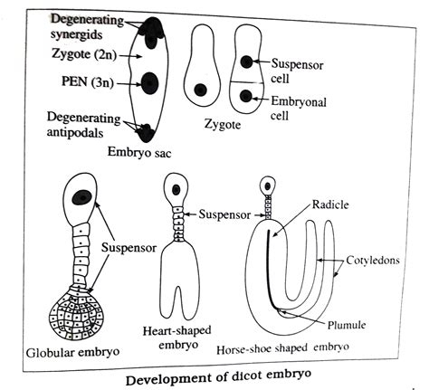 explain the development of dicot embryo in angiosperms
