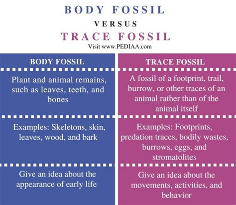 Explain The Difference Between A Fossil And A Trace Fossil