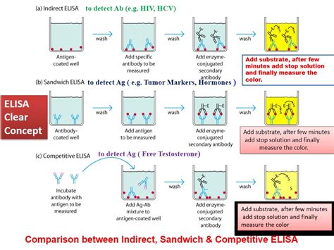 explain the elisa test and when it should be conducted