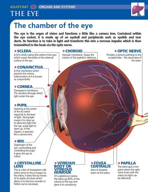 explain the function of iris in human eye