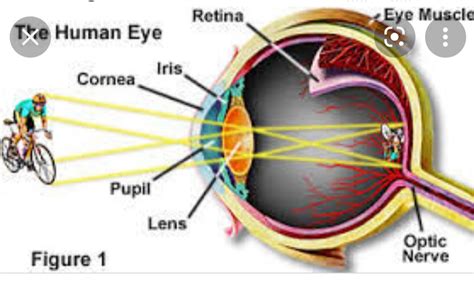explain the function of retina in human eye