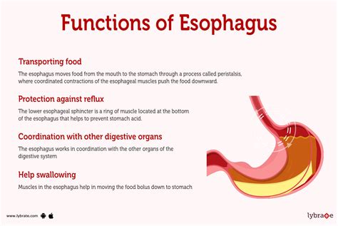 explain the function of the esophagus