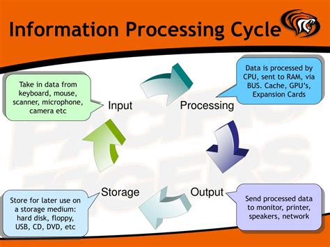 explain the information processing cycle