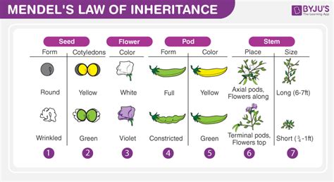 explain the law of inheritance proposed by mendel