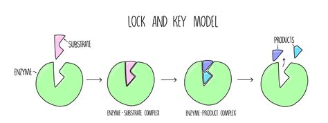 Explain The Lock And Key Theory