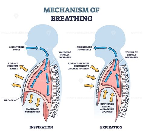 explain the mechanism of respiration with diagram