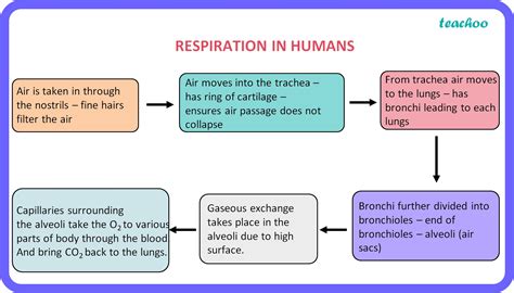 explain the mechanism of respiration with suitable diagram class 7