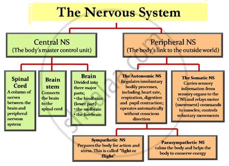 explain the nervous system's divisions and functions