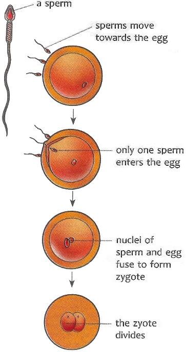explain the process of fertilization in human beings class 8 answer questions