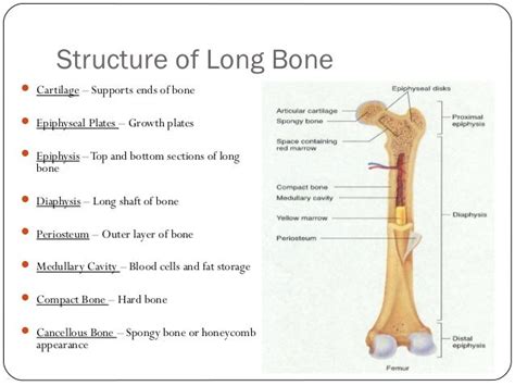 explain the structure and function of long bones