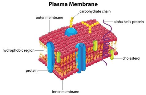 explain the structure and functions of plasma membrane