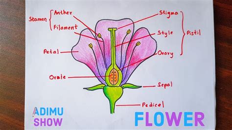 explain the structure of a flower with a well labelled diagram