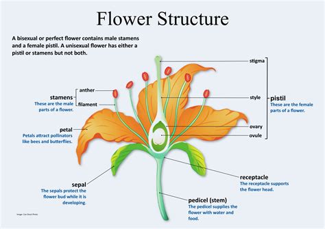 explain the structure of a flower with diagram