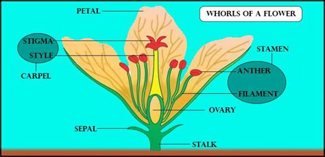 explain the structure of a typical flower with diagram